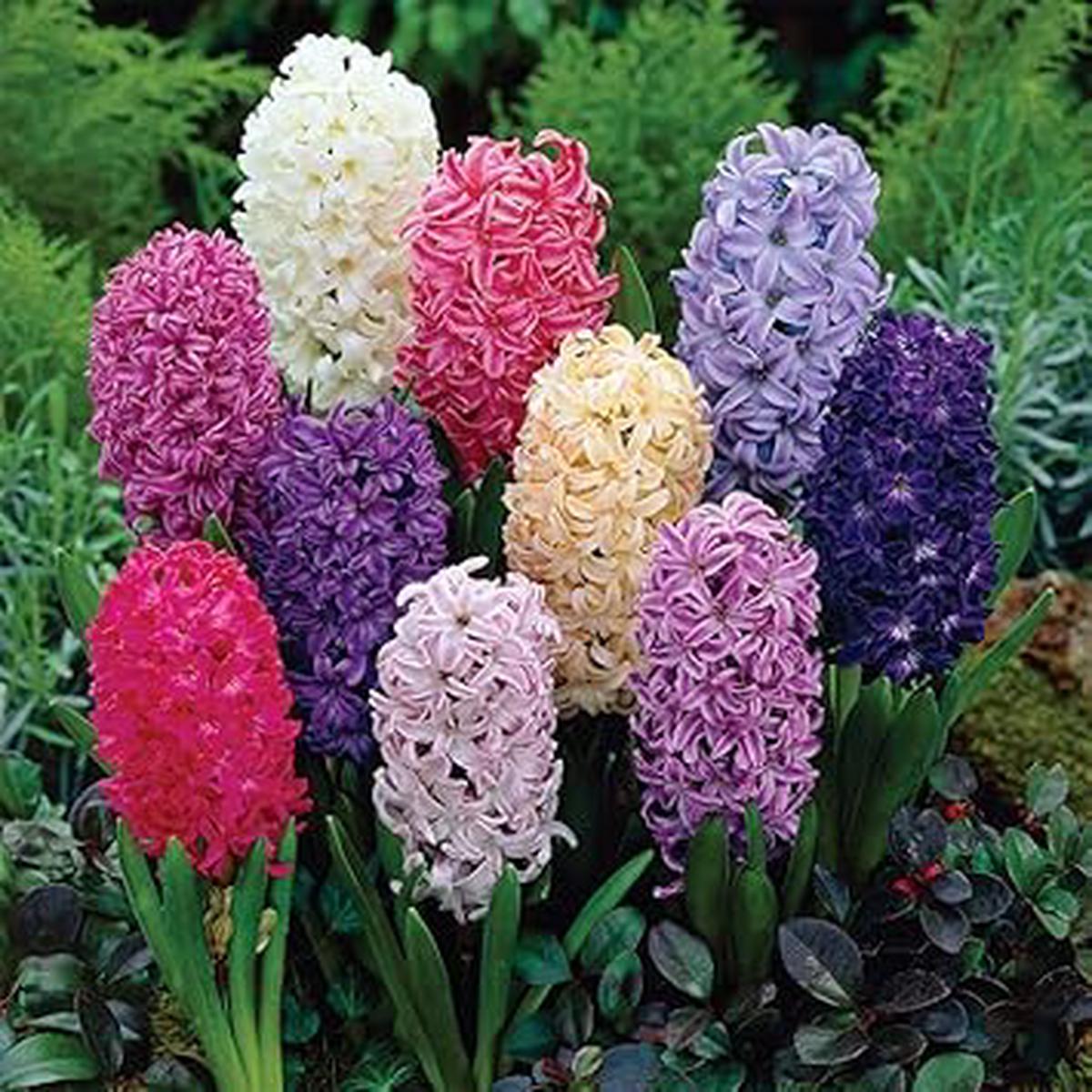 Hyacinthus Orientalis Seeds for Planting NON GMO Seeds