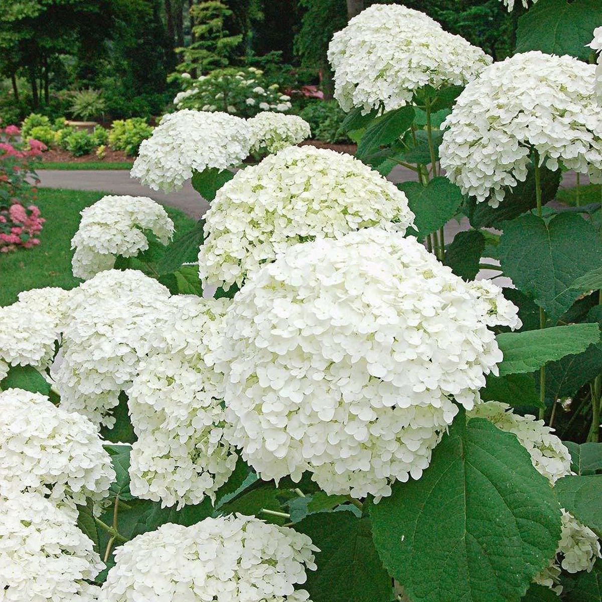Hydrangea Flower Seeds Flower seeds for Planting Garden Favorite Heirloom & GMO Free Seeds for Home Garden