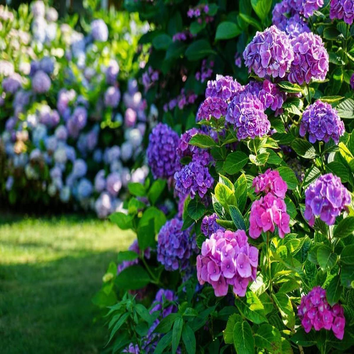 Hydrangea Flower seeds for Planting – Low Maintenance, Heirloom & GMO Free Seeds for Home Garden