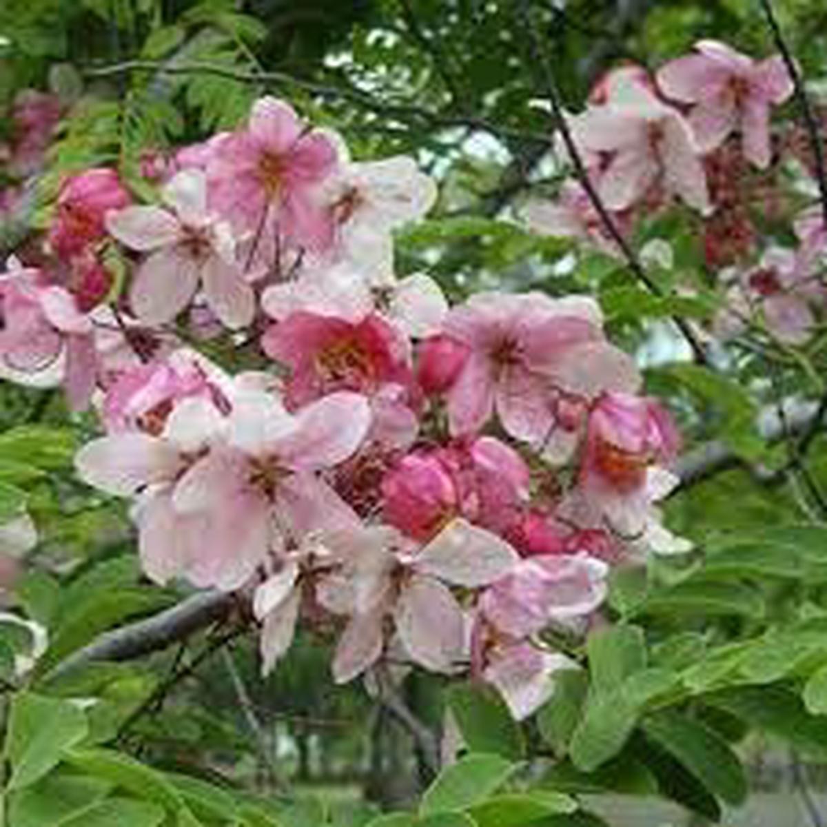 Javanica Flower Seeds for Planting | Heirloom Non-GMO High Germination Organic Garden Seeds