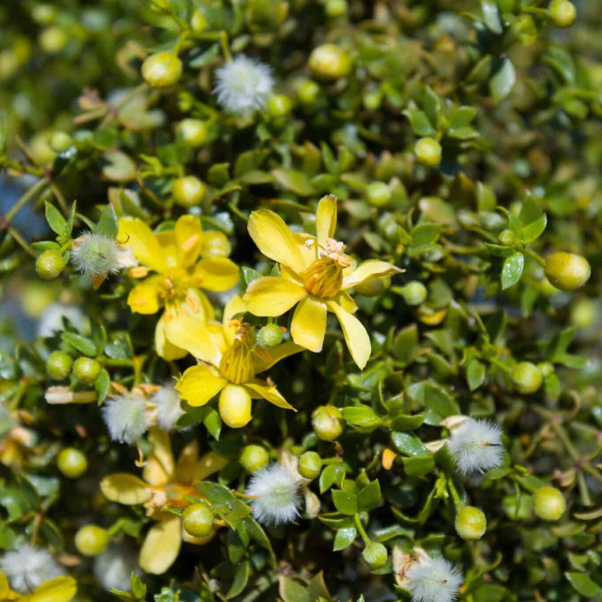 Larrea Tridentata Flower Seeds  Heirloom, Non-GMO, Desert Bloom Seeds for Drought-Tolerant Planting