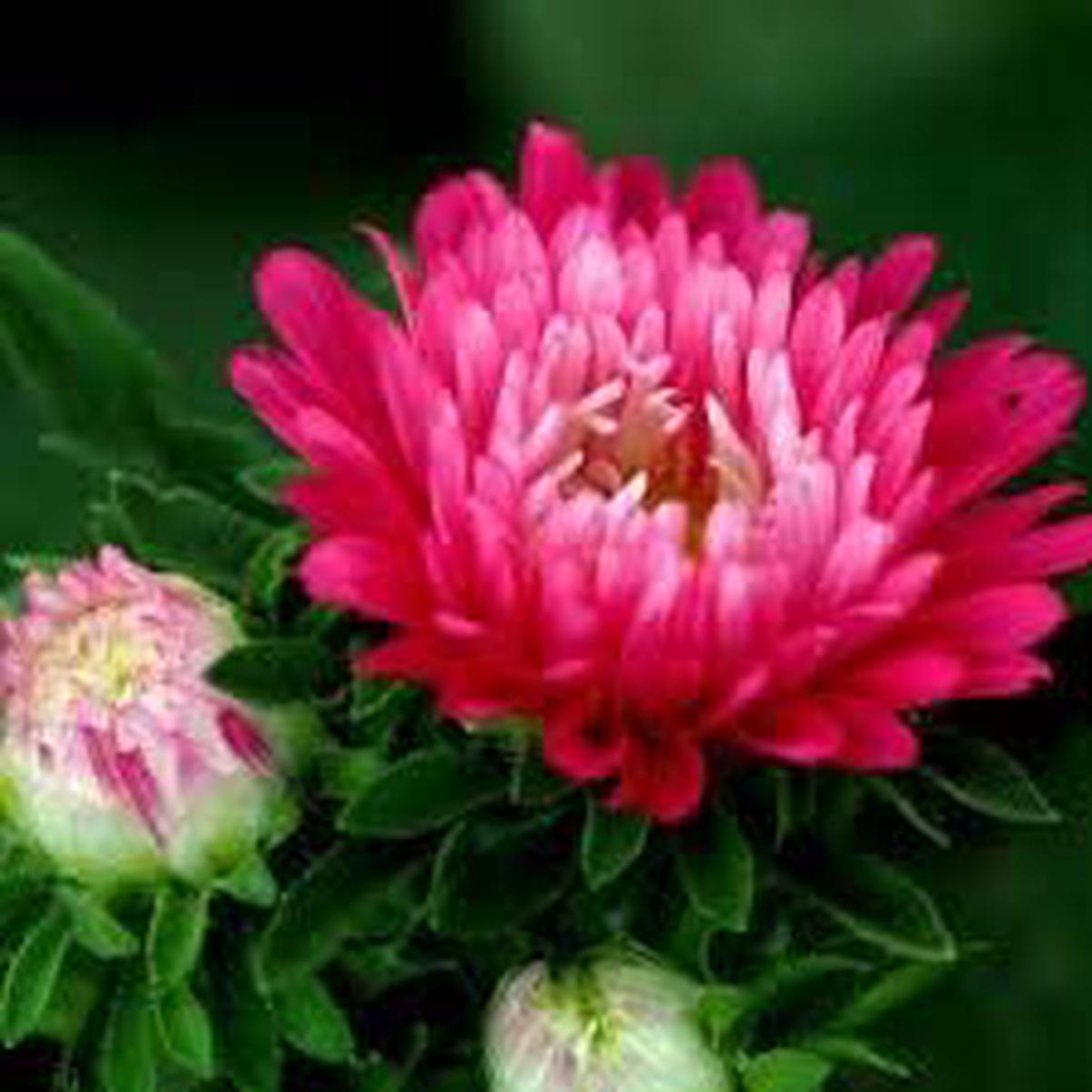 Light Pink Aster Seeds for Planting  Organic, Heirloom, Non-GMO, High Germination Flower Garden Seeds
