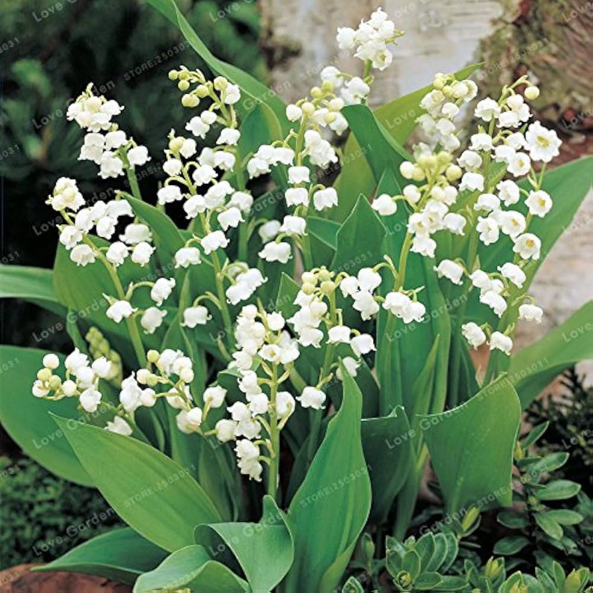 Lily of the Valley Seeds for Planting Convallaria Majalis shade garden flower border