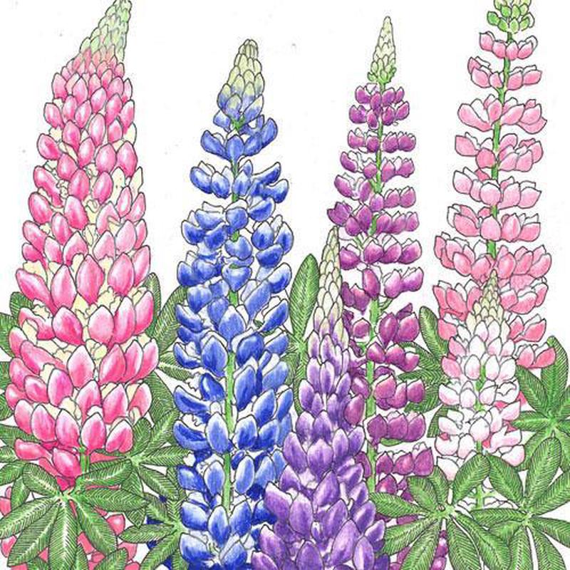 Lupine, Russell (lb)