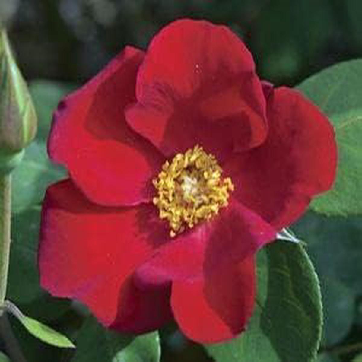 Maroon Climbing Rose Flower Seeds for Planting  Heirloom, Non-GMO Garden Seeds