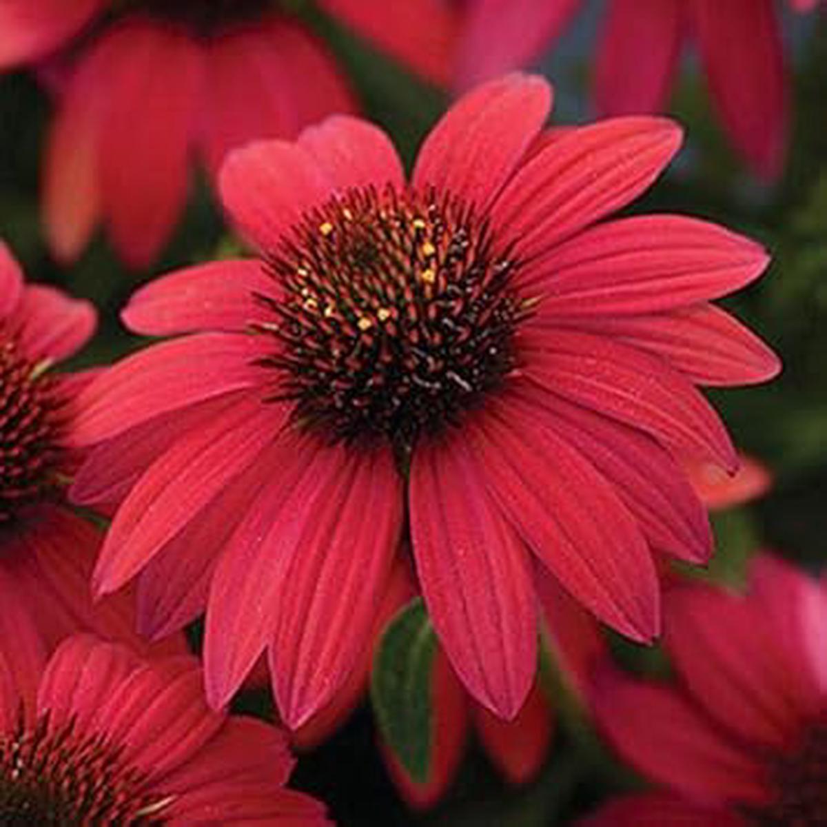Maroon Coneflower Flower Seeds for Planting  Heirloom, Non-GMO, High Germination Organic Garden Seeds