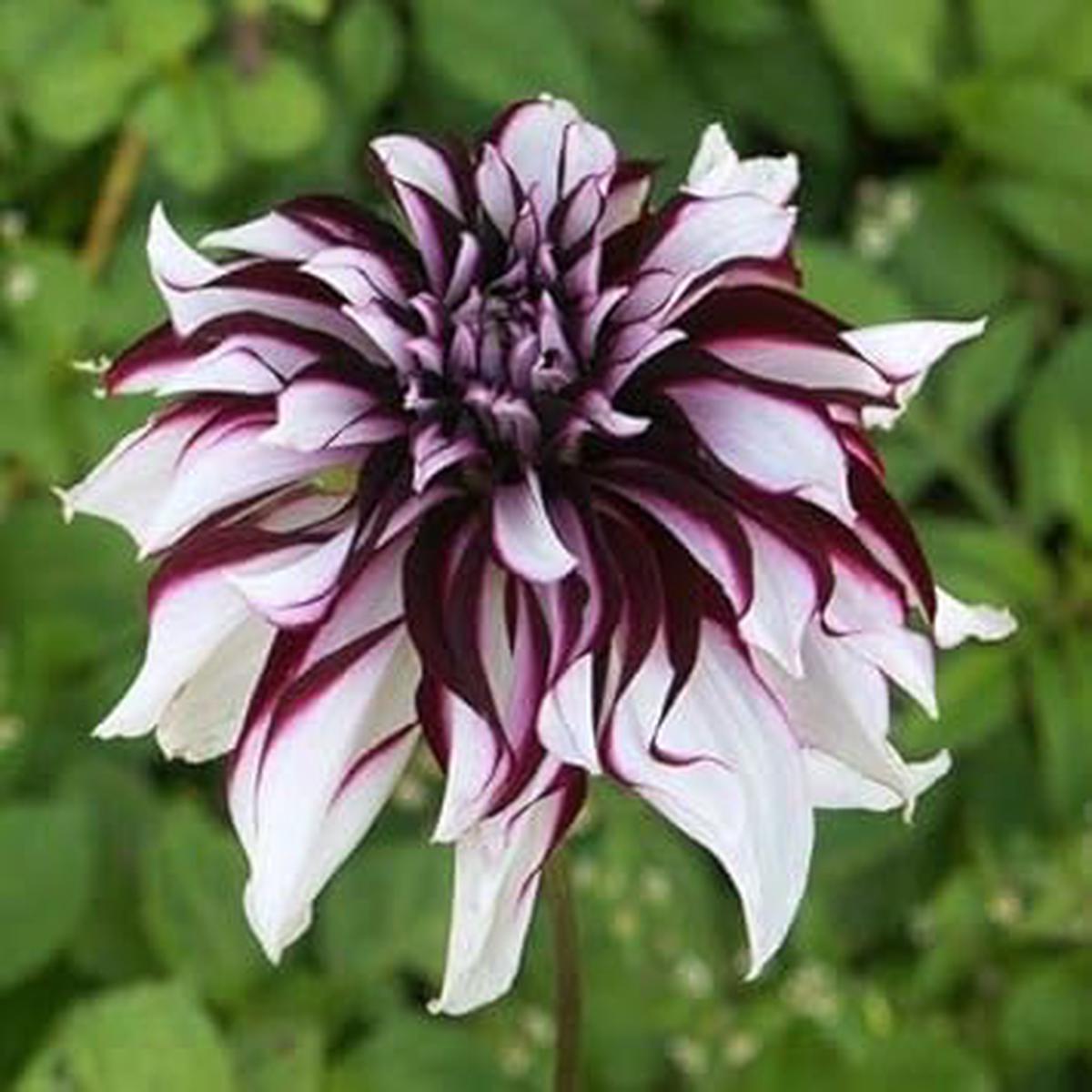 Maroon, Red & White Dahlia Flower Seeds for Planting  Heirloom, Non-GMO, High Germination Organic Garden Seeds