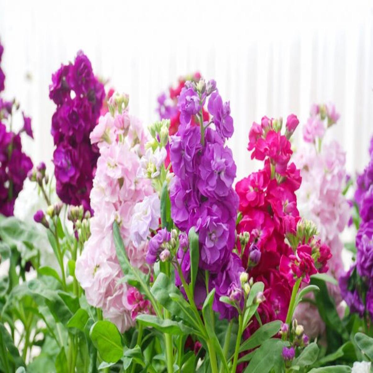 Matthiola Incana Flower Seeds for Planting Heirloom Non-GMO, High Germination Organic Garden Seeds