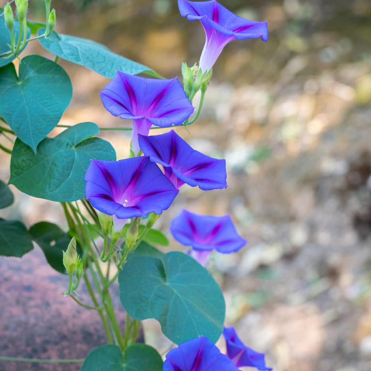 Morning Glory Ipomoea Purpurea Flower Seeds for Planting Heirloom, Non-GMO, Easy to Grow, Annual