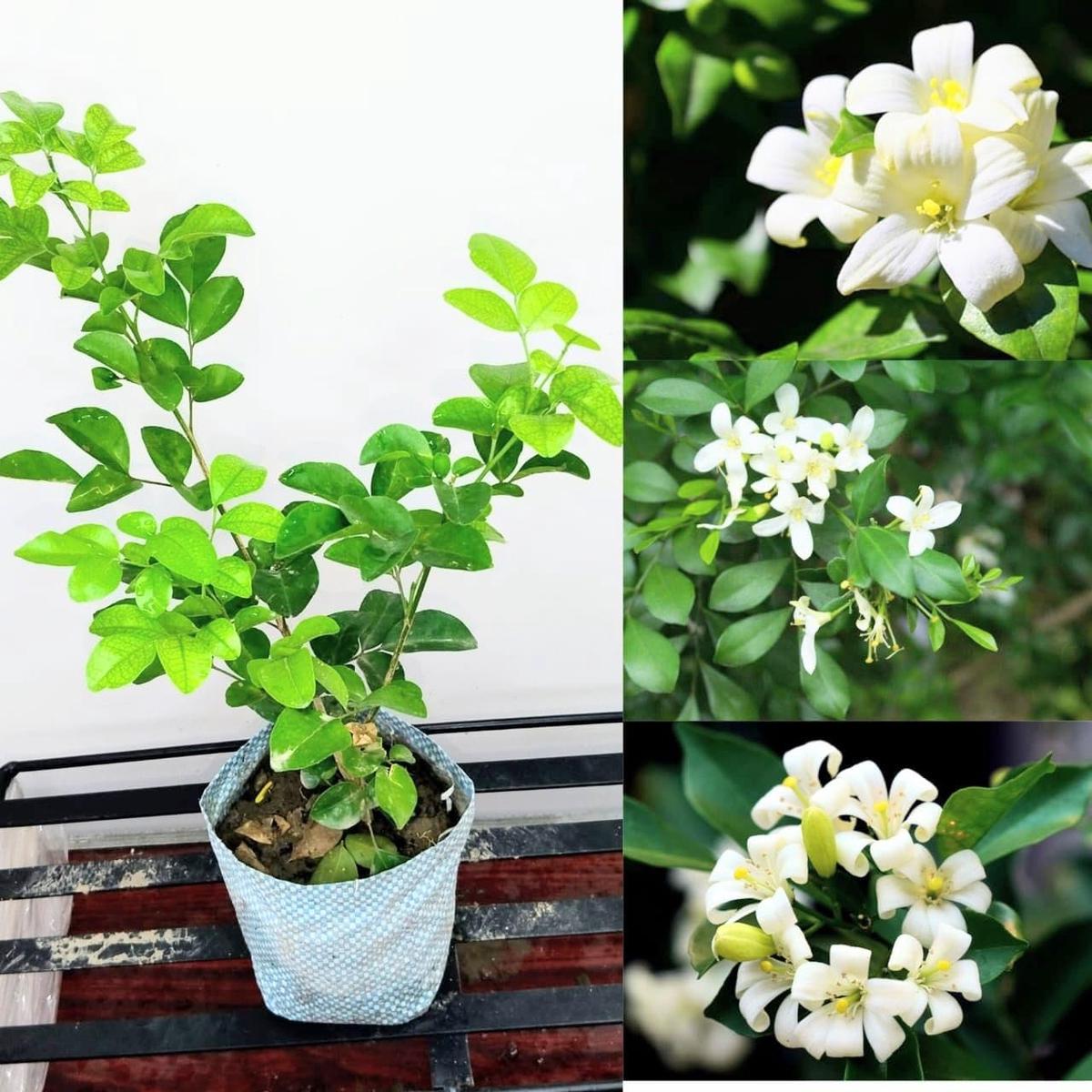 Orange Jasmine Murraya paniculata Seeds for Planting in Flower Bed and Balcony Garden