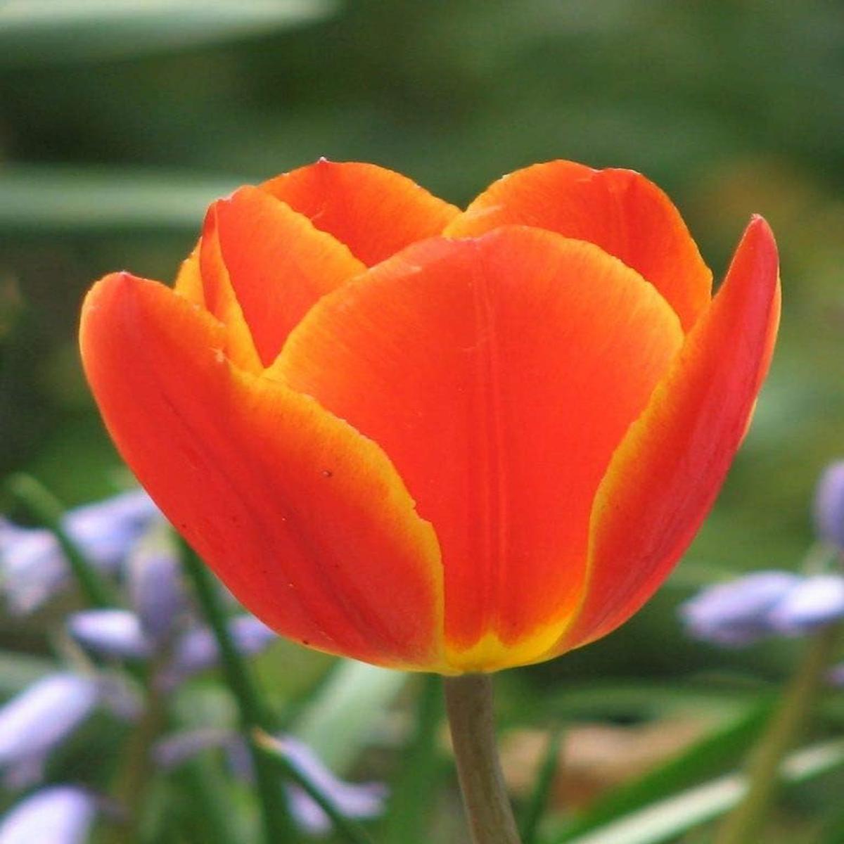 Orange Red Tulip Flower Seeds for Planting  Heirloom Non-GMO High Germination Organic Garden Seeds