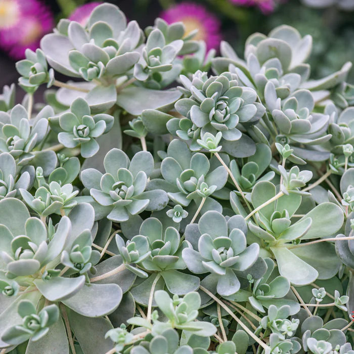 Orostachys Flower Seeds Heirloom, Non-GMO, High Germination Organic Garden Seeds for Planting