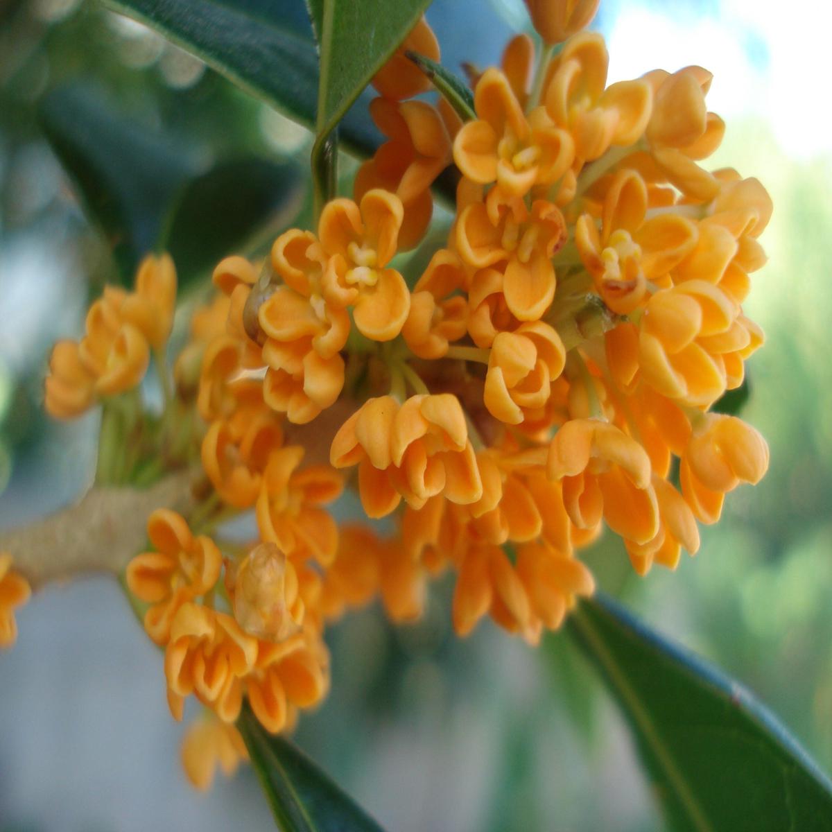 Osmanthus Fragrans Flower Seeds Heirloom, Non-GMO, High Germination Fragrant Organic Garden Seeds for Planting