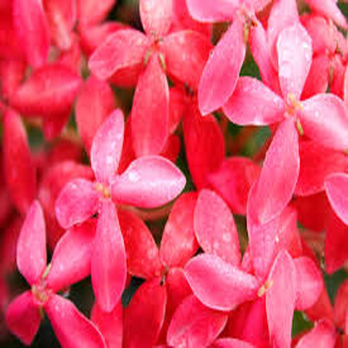 Pale Pink Iceland Flower Seeds for Planting – Cottage Garden Essential, Heirloom, Non-GMO & High Germination Seeds, 100pcs