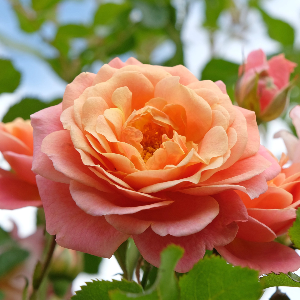 Peach Climbing Rose Flower seeds for Planting – Seasonal Bloomer, Heirloom & GMO Free Seeds for Home Garden