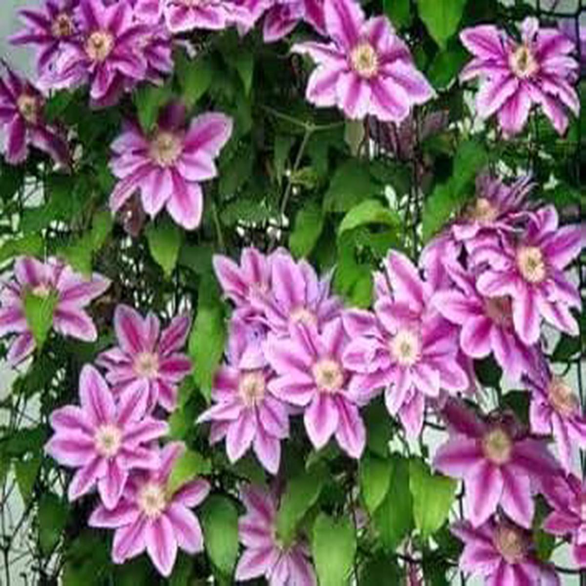 Perennial Vine Climbing Flower Seeds for Planting – NON GMO Seeds