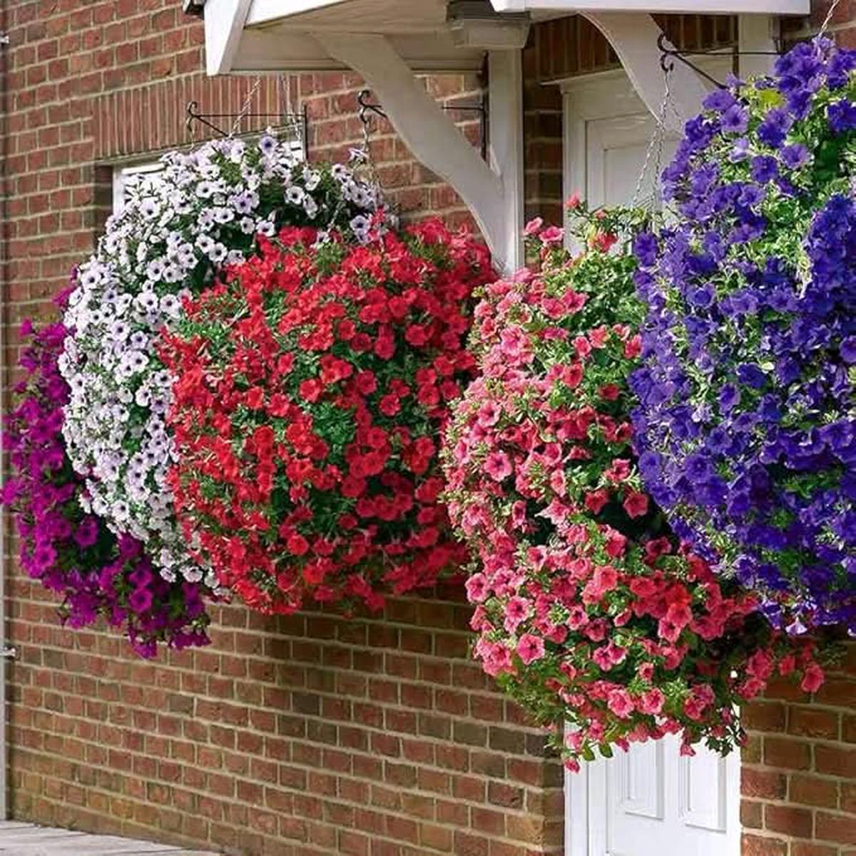 Petunia & Melissa Perennial Flower Seeds for Home Garden