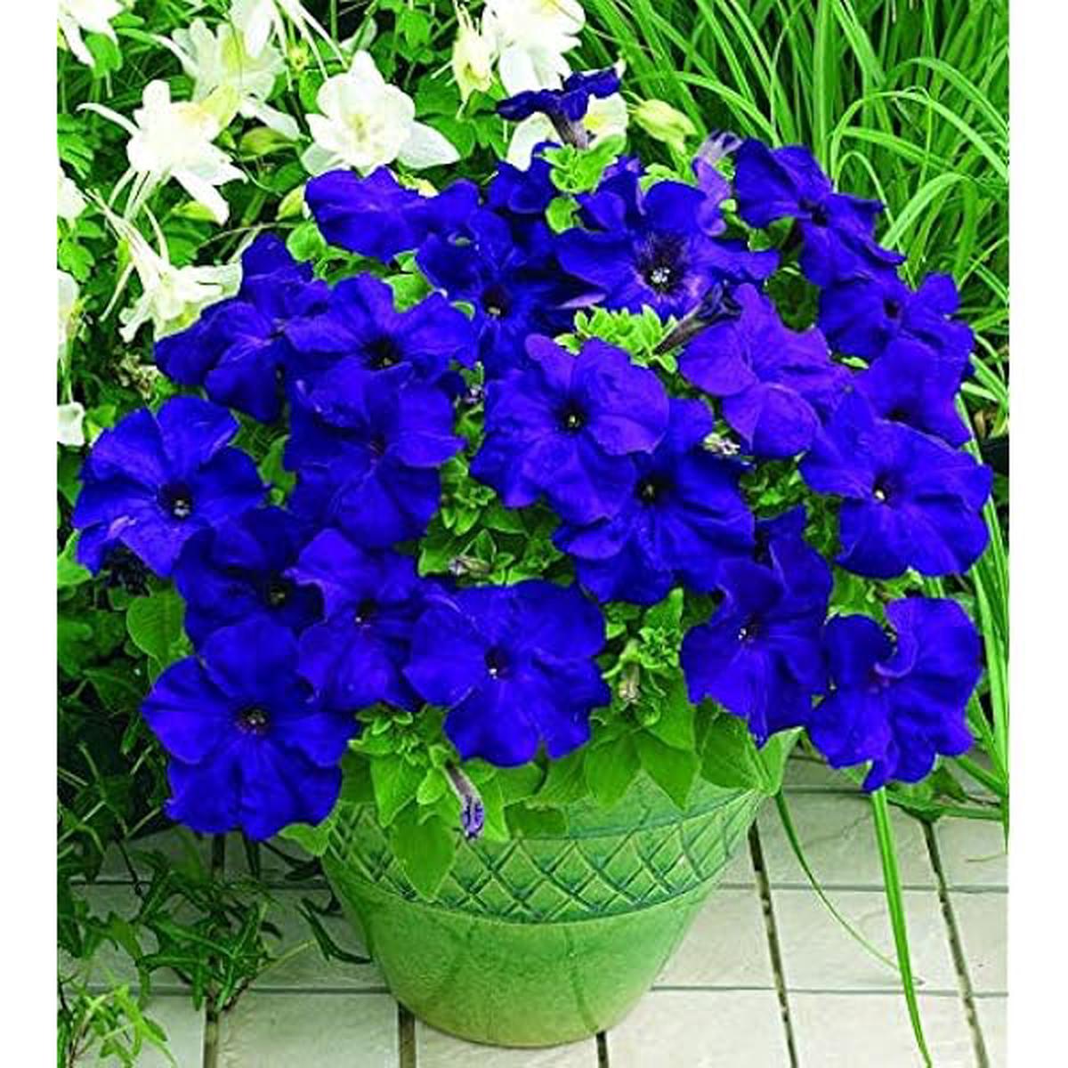 Petunia Seeds for Planting Heirloom, Non-GMO, Blue Blooms, Easy to Grow