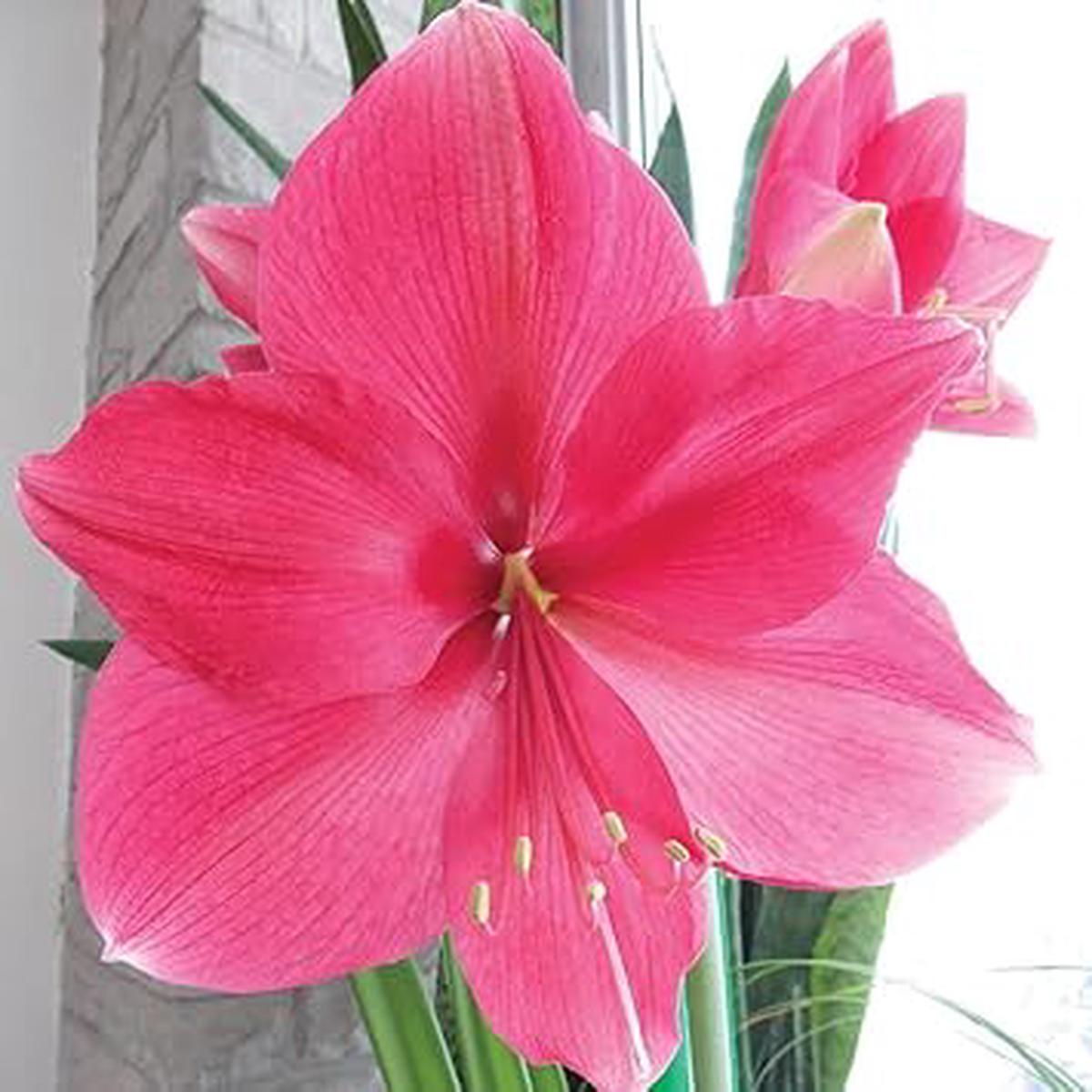 Pink Amaryllis Flower Seeds for Planting Heirloom Non-GMO Organic Garden Seeds with High Germination Blooms