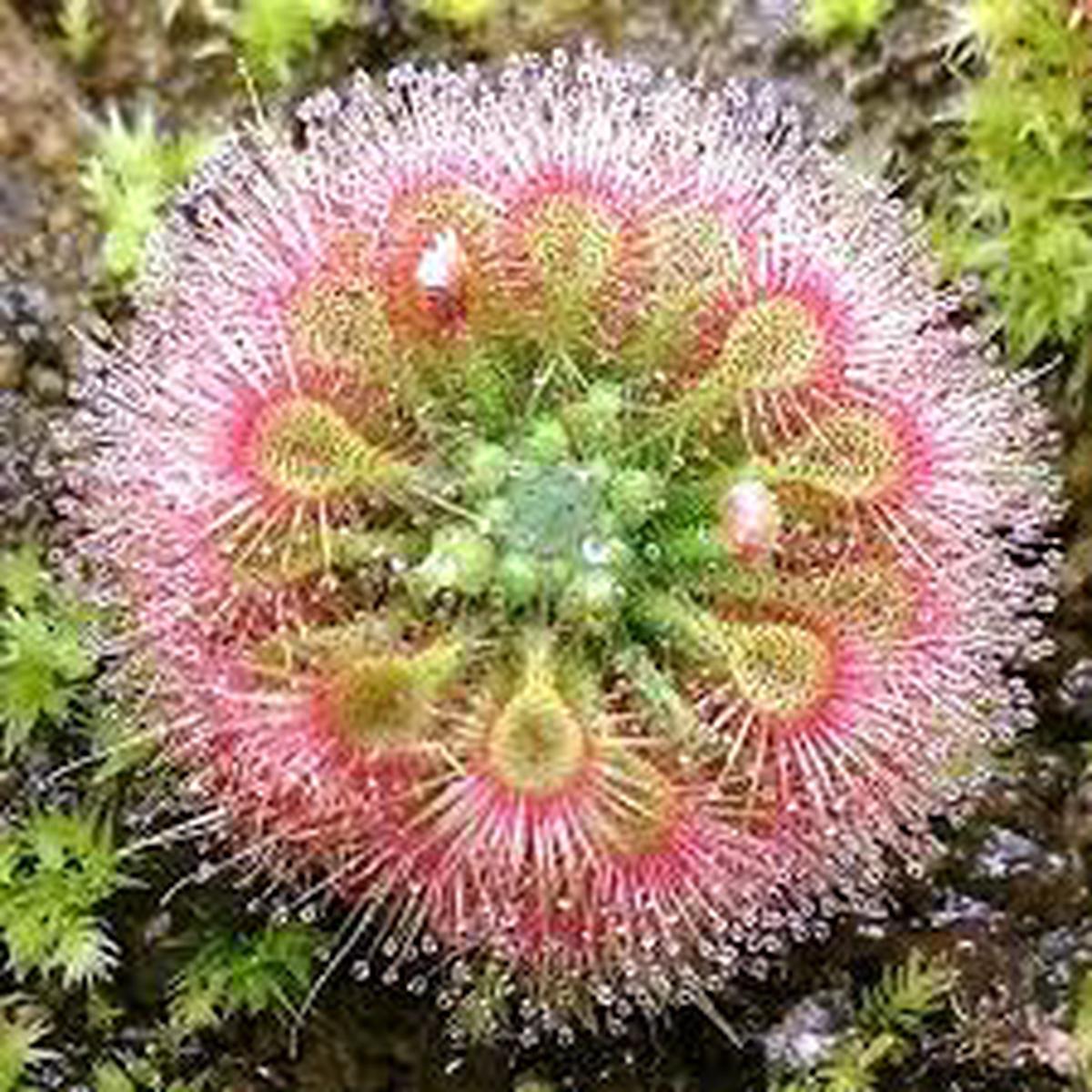 Pink Drosera Sundew Flower Seeds for Planting | Heirloom Non-GMO, High Germination Organic Garden Seeds
