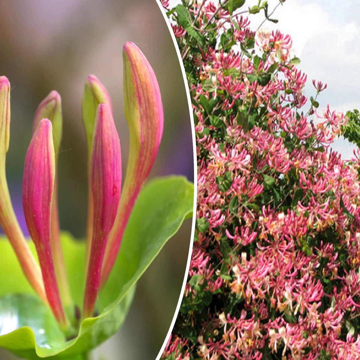 Pink Honeysuckle Seeds L hispidula Flowering Vine Climbing Flower Shrub  Heirloom, Non-GMO, High Germination Organic Garden Seeds