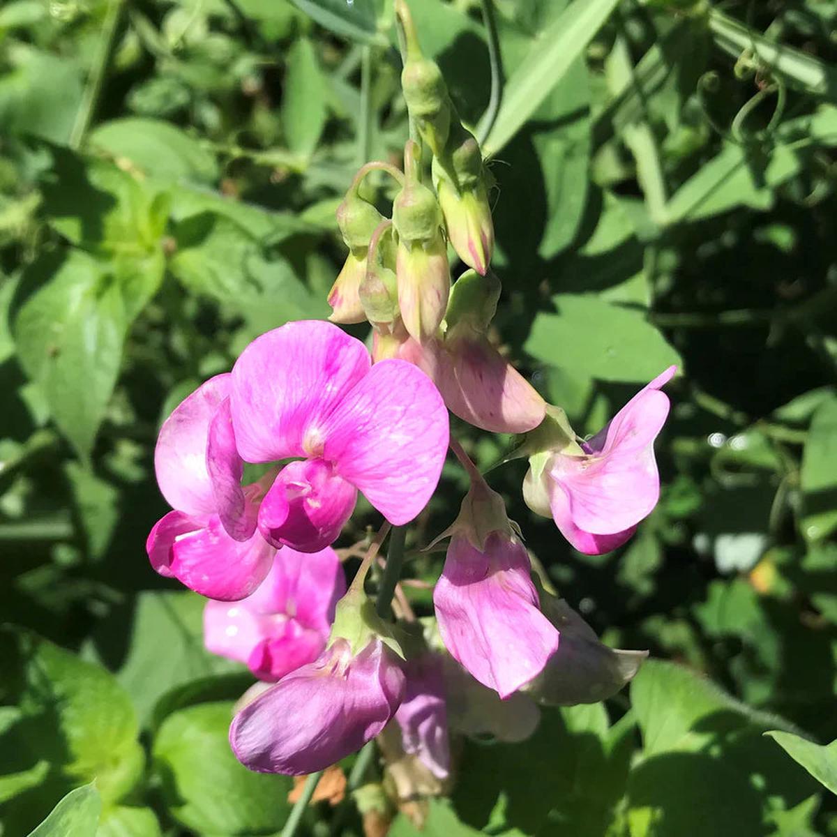 Pink Lathyrus Flower seeds for Planting Seasonal Bloomer Heirloom & GMO Free Seeds for Home Garden Sale