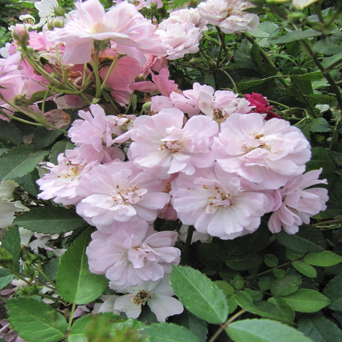 Pink Polyantha Flower Seeds for Planting – 100 pcs