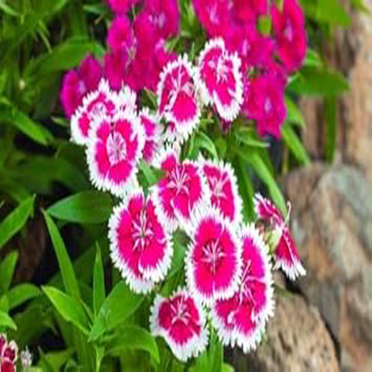Pink White Dianthus Flower seeds for Planting – Hardy Variety, Heirloom & GMO Free Seeds for Home Garden