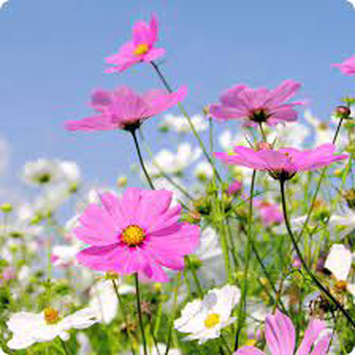 Pinkie Cosmos Sensation Flower Seeds for Garden  Vibrant Blooms, Non-GMO, Heirloom