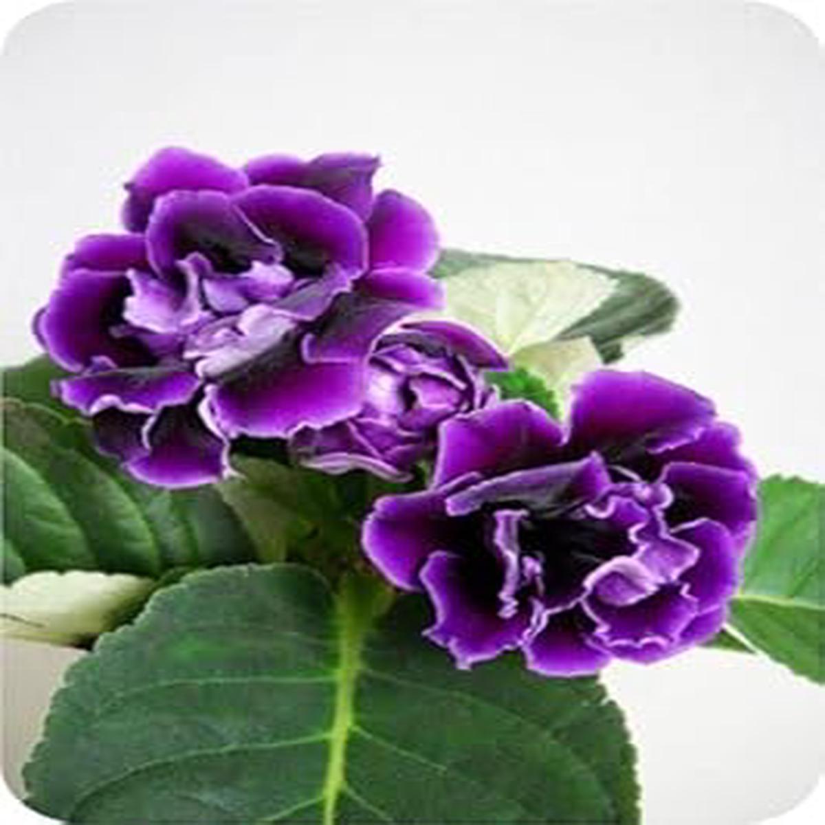 Purple Gloxinia Flower seeds for Planting – Premium Quality, Heirloom & GMO Free Seeds for Home Garden