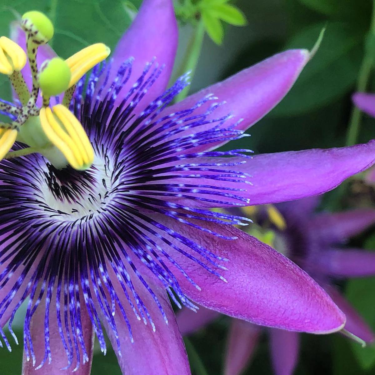 Purple Grandilla Passion Flower Seeds for Planting  Heirloom, Non-GMO, Easy to Grow, Perennial