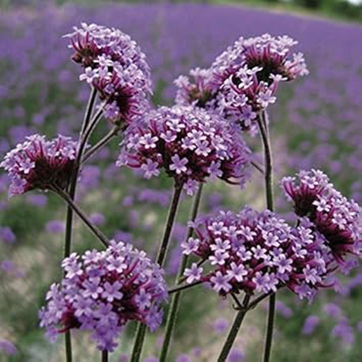 Purple Verbena Bonariensis Flower seeds for Planting – Seasonal Bloomer, Heirloom & GMO Free Seeds for Home Garden