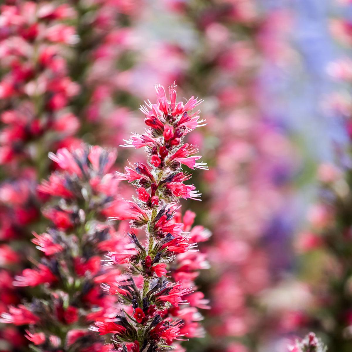Red Amoenum Flower seeds for Planting Vibrant Colors Heirloom & GMO Free Seeds for Home Garden Sale