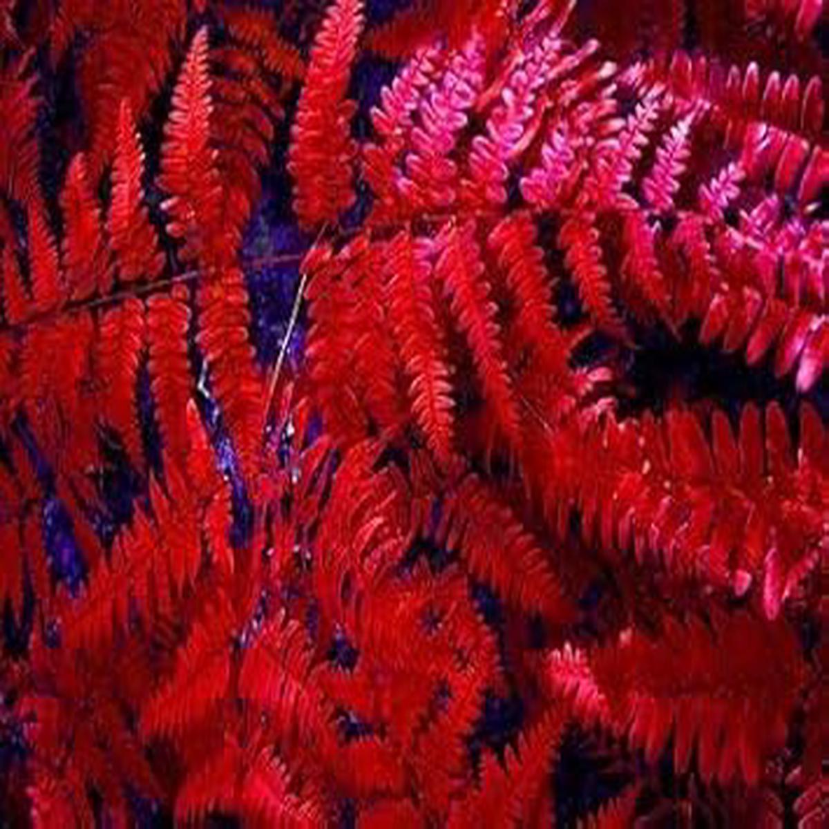 Red Fern Flower Seeds for Planting Heirloom, Non-GMO, High Germination Organic Garden Foliage Seeds
