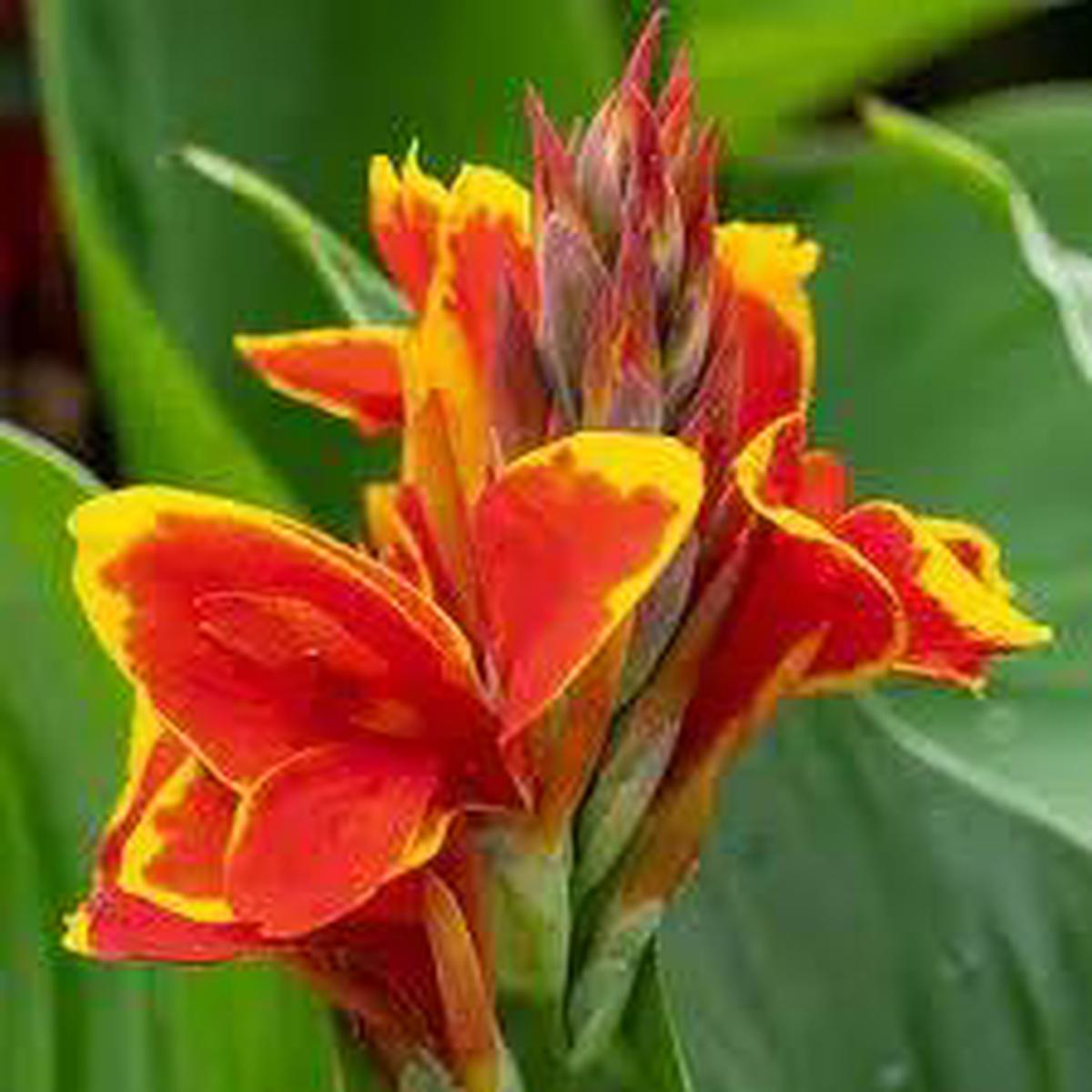 Red Golden Flame Canna Lily (Canna Indica) flower seeds for Planting – heirloom and Non-GMO garden seeds