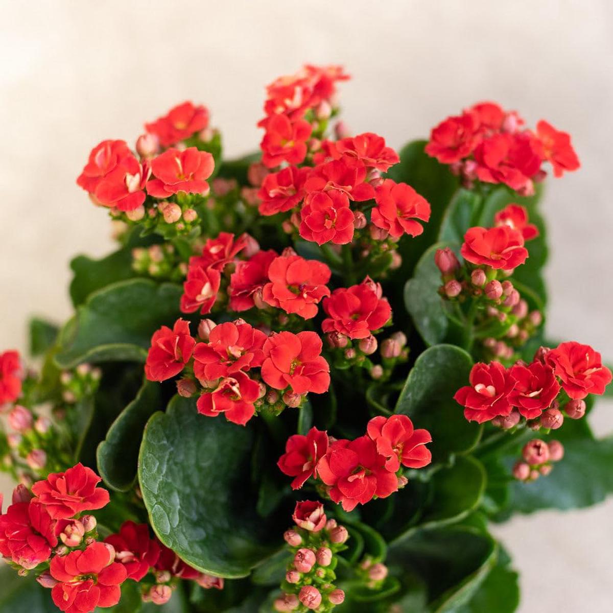 Red Kalanchoe Humilis Flower seeds for Planting – Low Maintenance, Heirloom & GMO Free Seeds for Home Garden