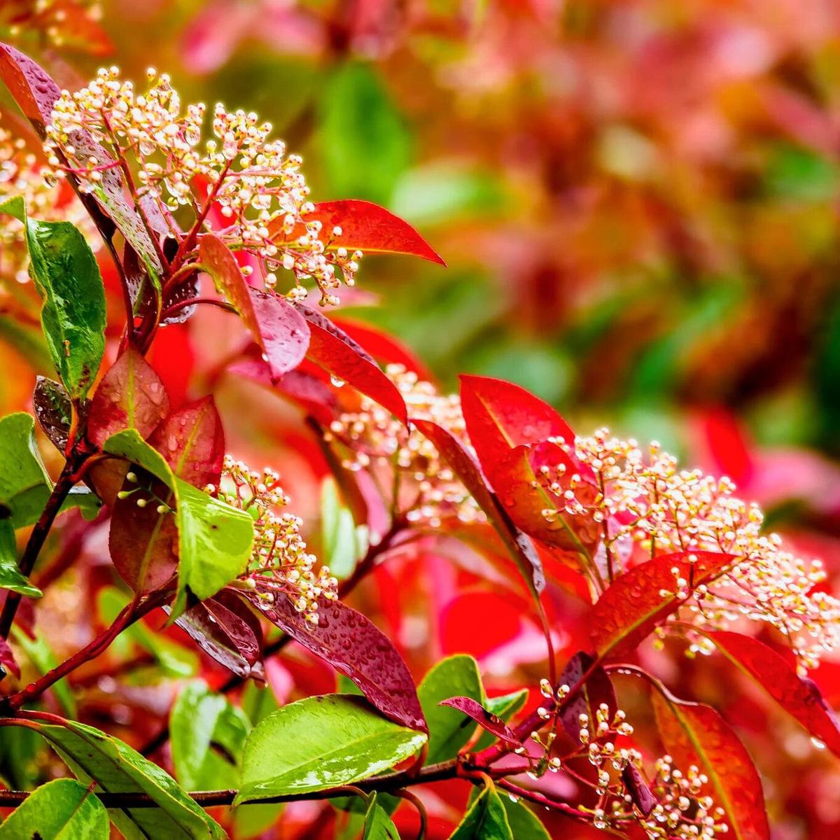 Red Photinia Flower Seeds for Planting  Heirloom Non-GMO, High Germination Organic Garden Seeds