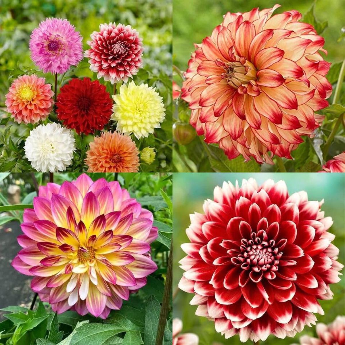 Sea Green Dahlia Flower Seeds – Perfect for Unique Floral Arrangements and Garden Planting