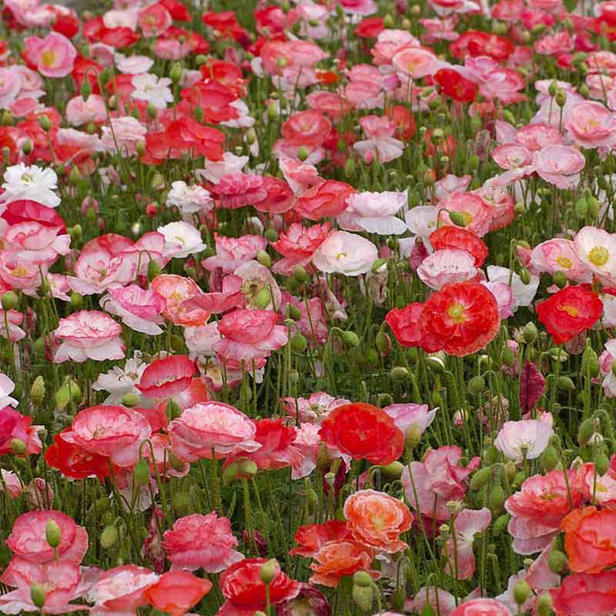 Shirley Poppy Seeds – Falling in Love