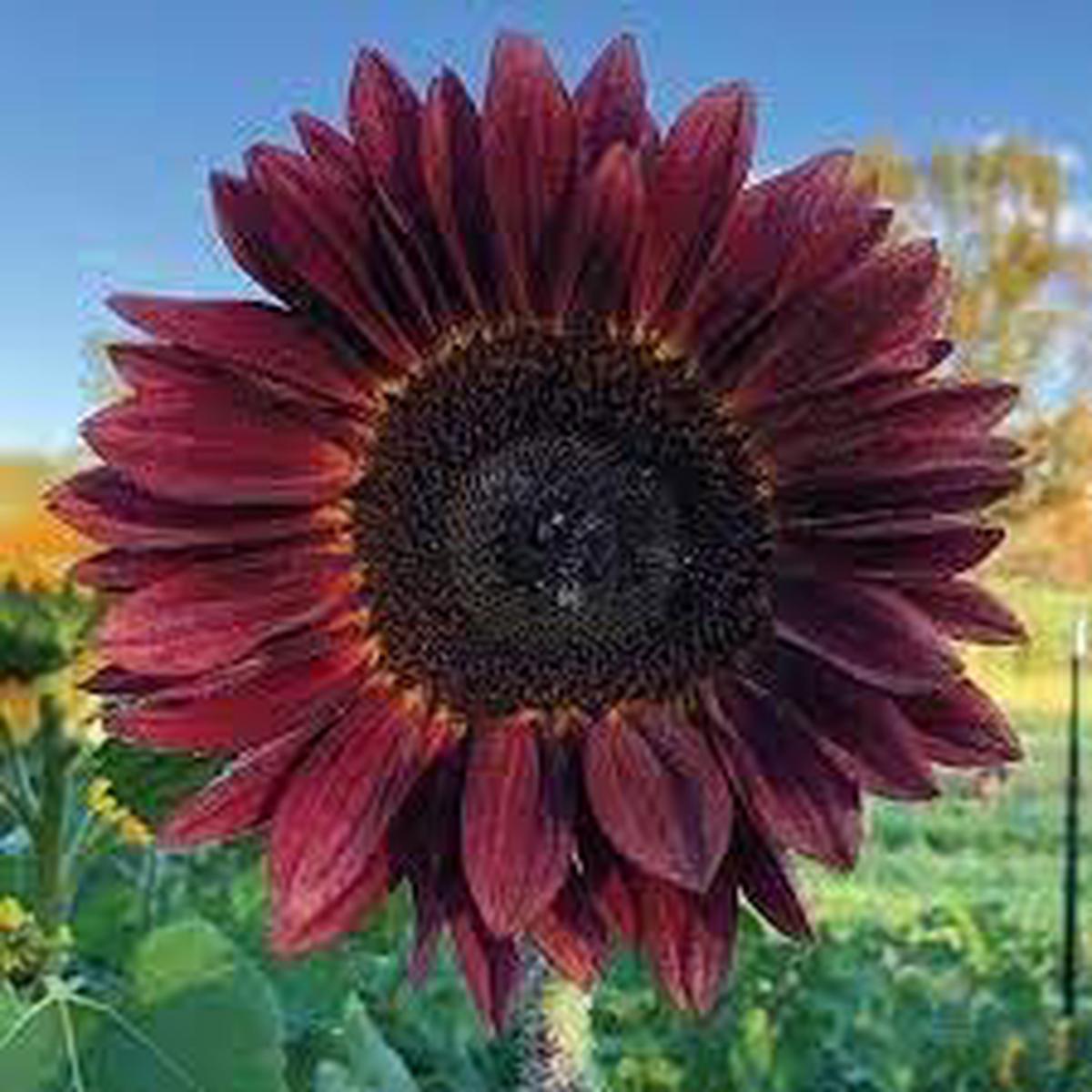 Sunflower Flower Seeds for Planting Vibrant Colors, Heirloom, Non-GMO, High Germination Garden Seeds