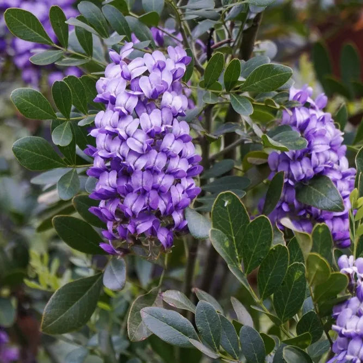 Texas Laurel Planting Seeds for Thriving Growth and Lush Gardens