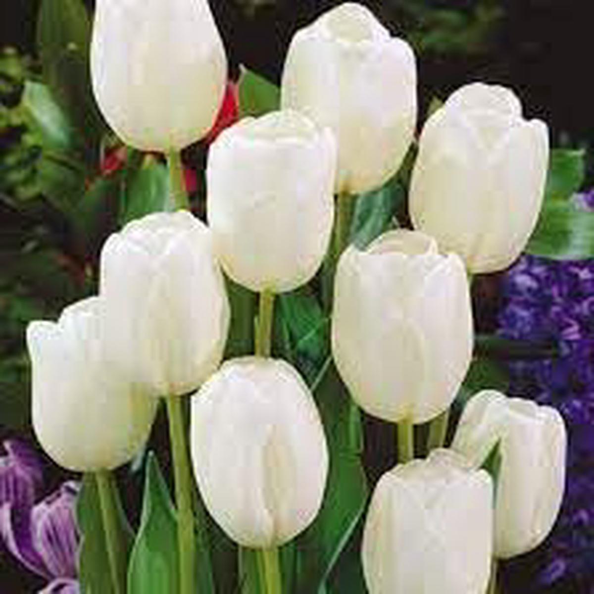 Tulip Flower Seeds for Planting Garden Favorite Heirloom, Non-GMO, High Germination Organic Garden Seeds