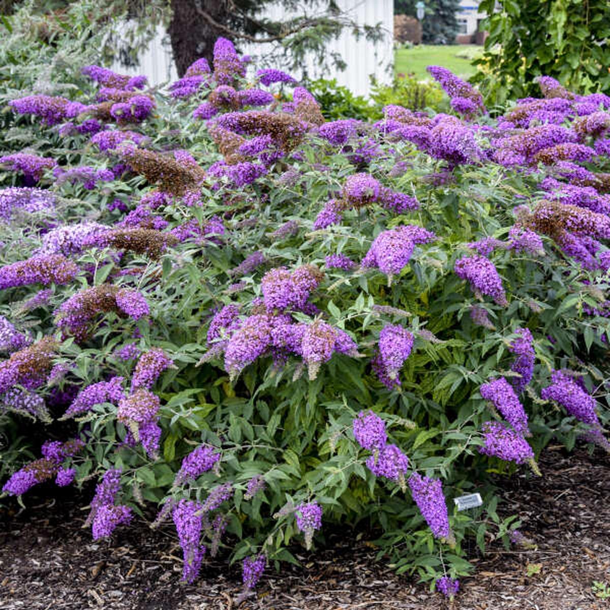 Violet Buddleia Flower Seeds for Planting – Heirloom, Non-GMO, Drought Tolerant, High Germination