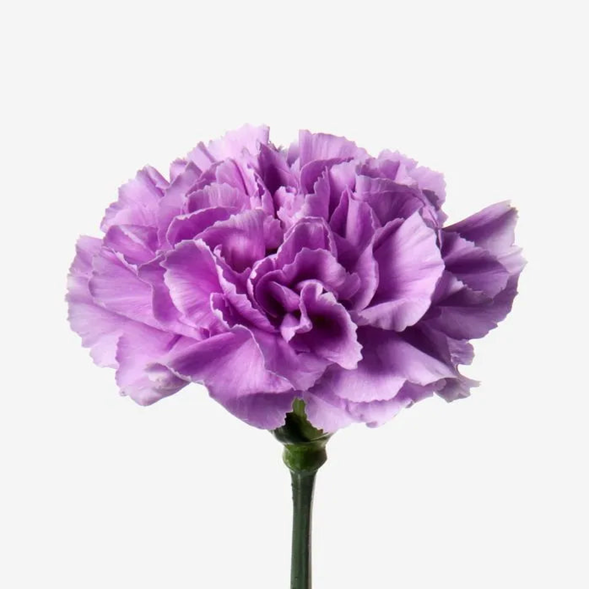Violet Carnation Flower Seeds  Heirloom Non-GMO High Germination Organic Garden Seeds for Planting