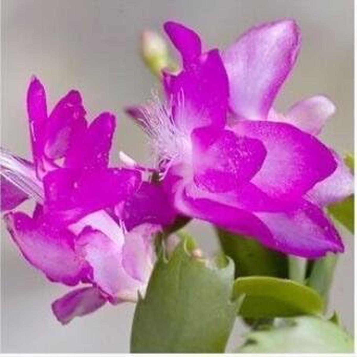 Violet Schlumbergera Flower seeds for Planting – Garden Favorite, Heirloom & GMO Free Seeds for Home Garden
