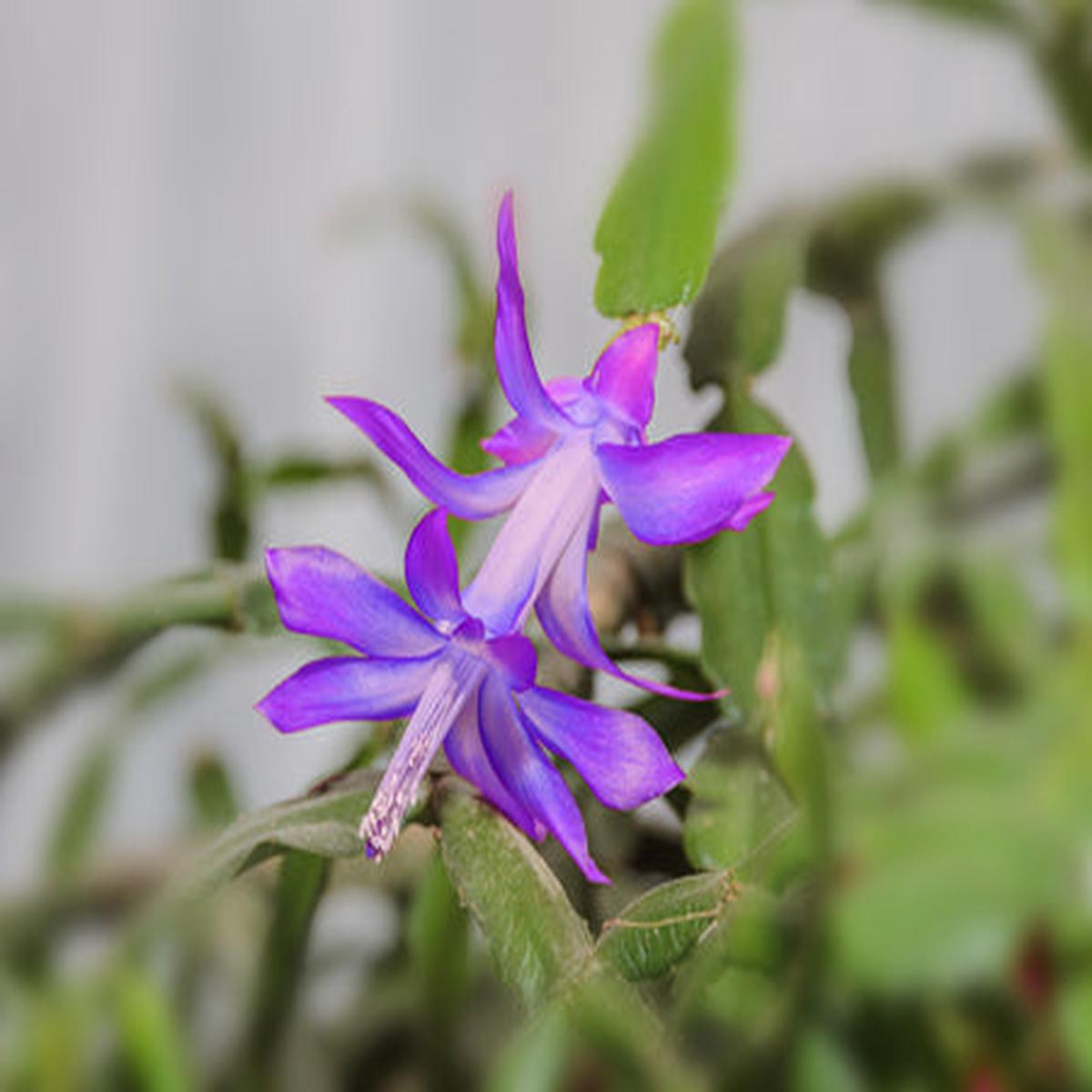 Violet Zygocactus Truncatus Flower seeds for Planting – Compact Growth, Heirloom & GMO Free Seeds for Home Garden