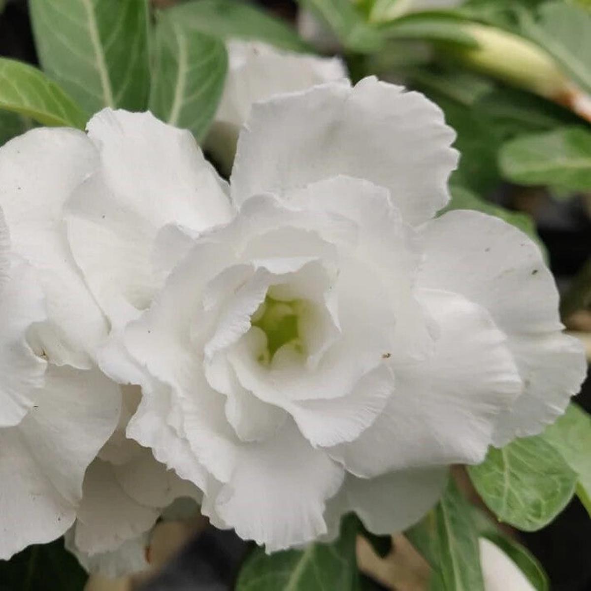 White Adenium Flower Seeds for Planting  Heirloom Non-GMO, High Germination Organic Garden Seeds