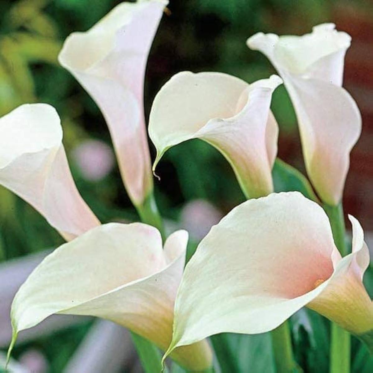 White Calla Lily Seeds Zantedeschia for Planting in Flower Bed & Garden