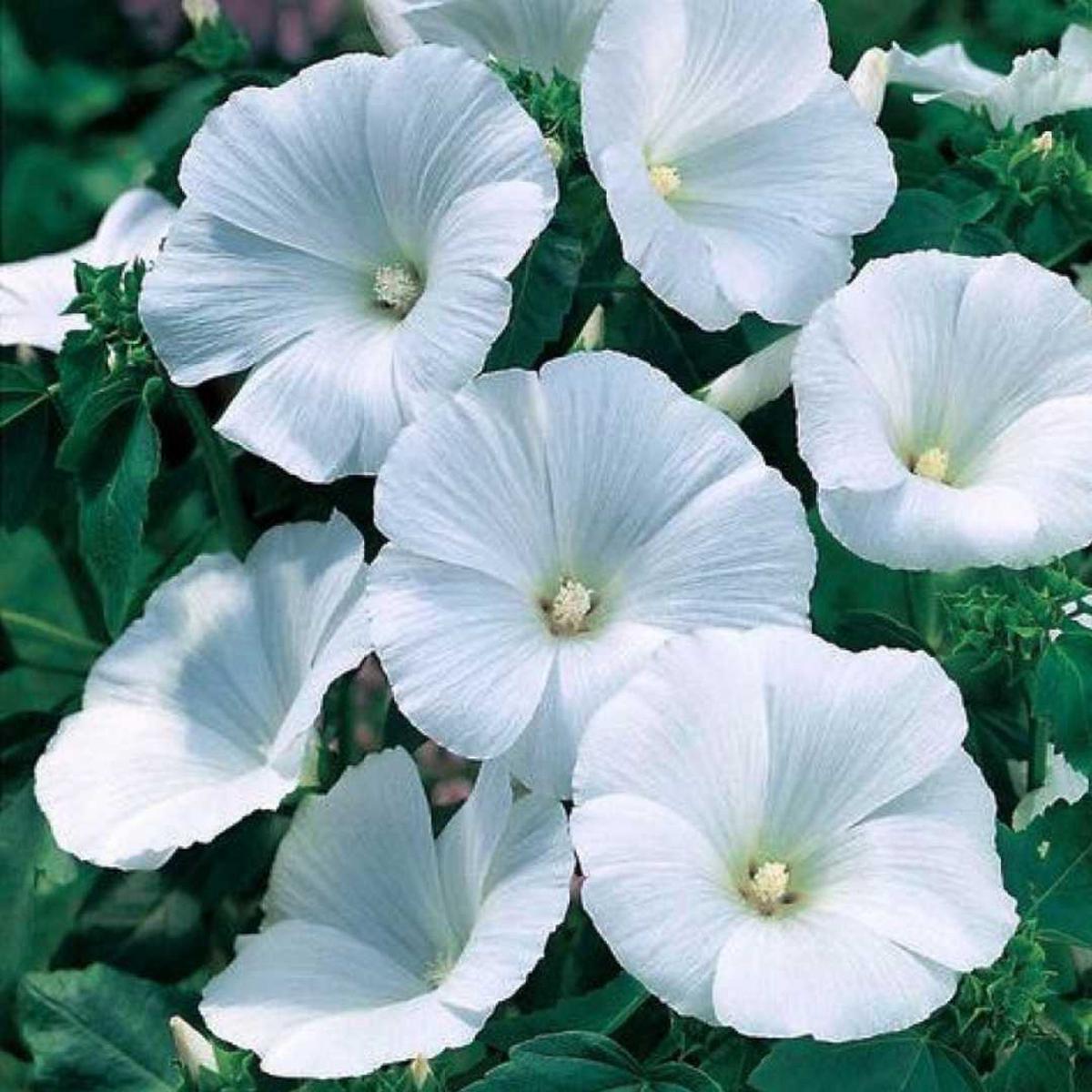 White Pansy Flower seeds for Planting Wildflower Mix Heirloom & GMO Free Seeds for Home Garden Sale
