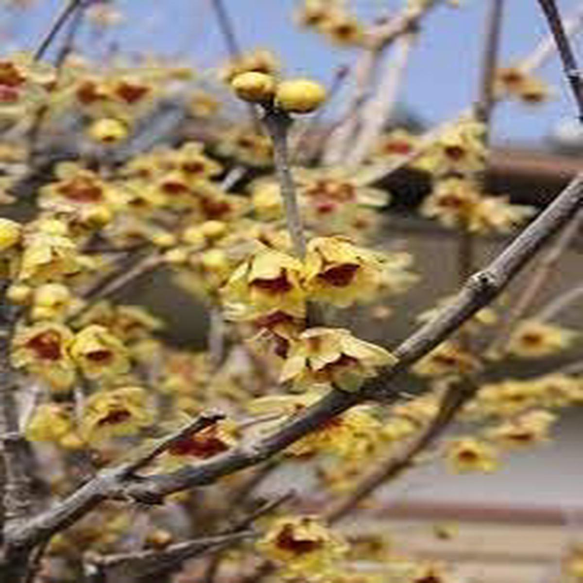 Wintersweet Fragrant Flower seeds for Planting Pollinator Friendly Heirloom & GMO Free Seeds for Home Garden